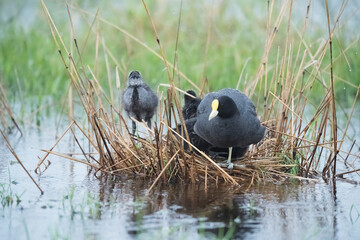 White winged Coot in her nest with chicks, La Pampa, Argentina