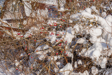 Viburnum bush with red berries covered with snow in winter on a rural background.