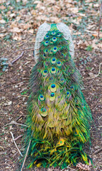 Obraz premium male peacock tail close up