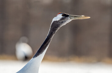 Fototapeta premium The red-crowned crane. Close up portrait, side view Scientific name: Grus japonensis, also called the Japanese crane or Manchurian crane, is a large East Asian Crane.