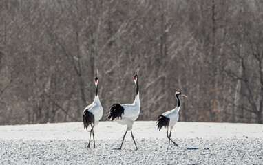 Dancing Cranes. The ritual marriage dance of cranes. The red-crowned crane. Scientific name: Grus japonensis, also called the Japanese crane or Manchurian crane, is a large East Asian Crane. Japan