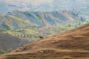 Stunning morning landscape with a silhouette of a horse in the mountains. Lonely horse on a mountain pasture in spring. Poor vegetation on a mountain pasture.