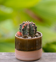 Lophophora williamsii, Cactus or succulents tree in flowerpot on wood striped background