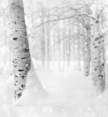 Winter background. Winter landscape with snowy birch trees in the park. Snow covered birch grove.
