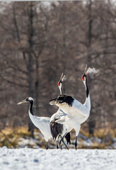 Dancing Cranes. The ritual marriage dance of cranes. The red-crowned crane. Scientific name: Grus...