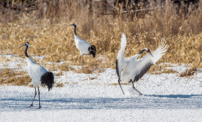 Naklejka premium The red-crowned cranes. The ritual marriage dance of cranes. Scientific name: Grus japonensis, also called the Japanese crane or Manchurian crane, is a large East Asian Crane. Japan