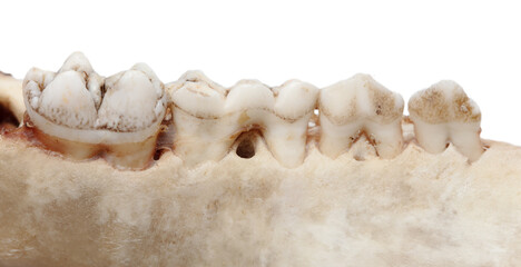 Fototapeta na wymiar Pig teeth isolated on a white background.