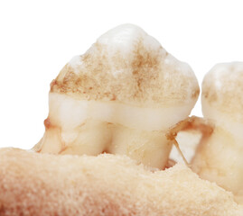 Pig teeth isolated on a white background.