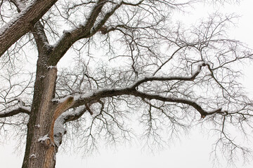 White snow on the branches of a tree