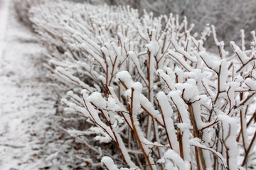 White snow on the bushes by the road in the park.