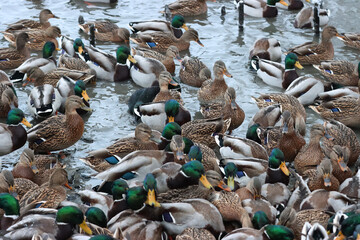 Fototapeta premium Mallard