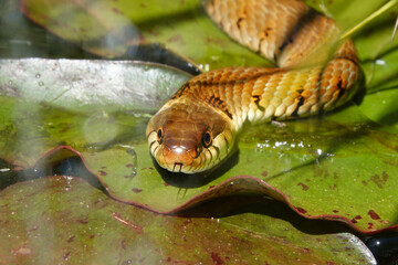 A close-up of a grass snake in a garden pond in the UK
