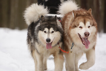 Two shaggy sled dogs, a red and a gray Alaskan malamute, drive a sleigh together in the snow in winter