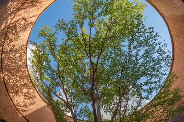 Baum von unten mit blauem Himmel im Hintergrund