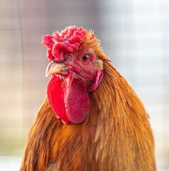 Portrait of a ginger rooster on the farm.