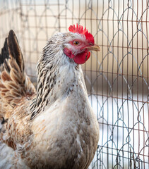 Portrait of a chicken on the farm.