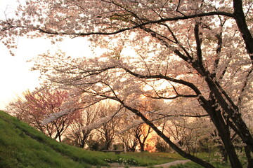 桜と夕焼け