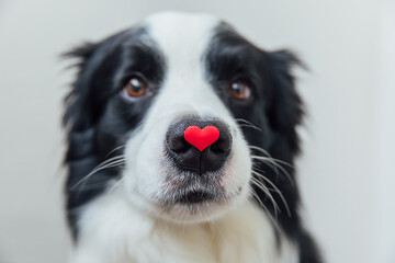 St. Valentine's Day concept. Funny portrait cute puppy dog border collie holding red heart on nose...