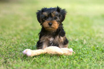 Yorkshire terrier puppy is playing on green grass with toy. Happy animal day. - obrazy, fototapety, plakaty