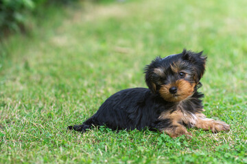 Yorkshire terrier puppy is lying on green grass . Happy animal day.