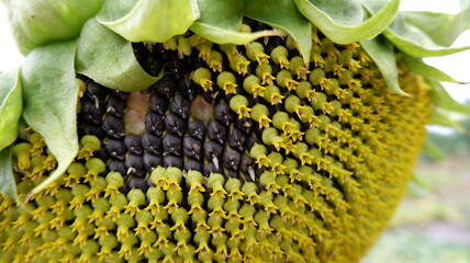 sunflower in the garden