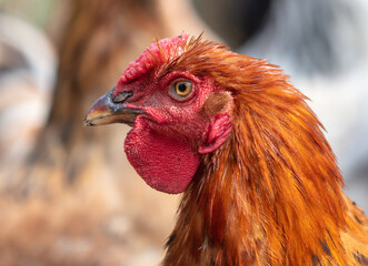 Portrait of a ginger rooster