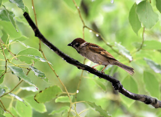 a bird on a branch
