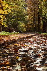 Leaf Path In park during fall