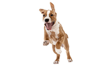 Cute puppy. Studio shot of American Staffordshire Terrier running isolated over white background. Concept of beauty, breed, pets, animal life.