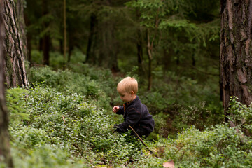 Little boy picking blueberries in european forest. Kid and vacation.