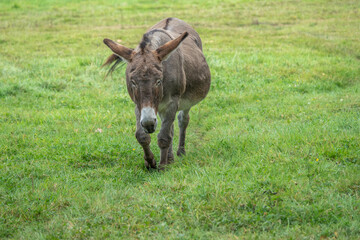 beautiful donkey walking across the meadow