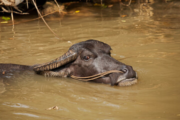 Fototapeta premium Water Buffalo cooling off in the water near Yangshuo, China