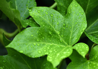 water drops on green leaf