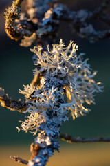 Tree moss “Pseudevernia furfuracea“  is a lichenized species of fungus that grows on the bark of firs and pines. Macro close up of lichen on the branch tree in bright warm evening sunlight in Germany.