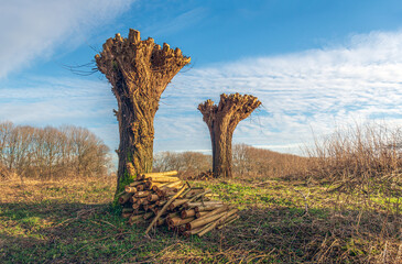 Two newly pruned pollard willows. At the bottom of the trunk is a pile of firewood. The photo was taken in the Dutch province of North Brabant on a sunny day at the beginning of the winter season. - obrazy, fototapety, plakaty