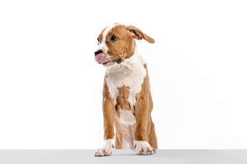 Beautiful dog, American Staffordshire Terrier posing isolated over white background. Concept of beauty, breed, pets, animal life.