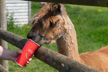  Brown llama eating from paper cup in farm in Yarmouth, Isle of Wight, United Kingdom