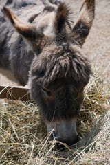 Close-up of donkey eating hay in farm in Yarmouth, Isle of Wight, United Kingdom