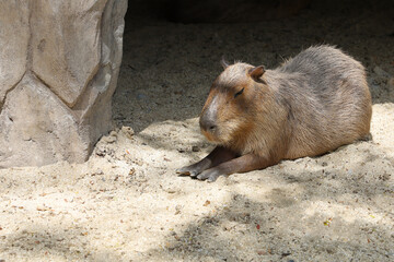 The Capybara giant rat is cute animal in garden
