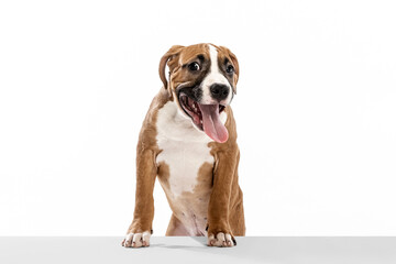 Portrait of cute dog, American Staffordshire Terrier posing isolated over white background. Concept of beauty, breed, pets, animal life.