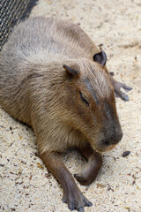 The Capybara giant rat is cute animal in garden