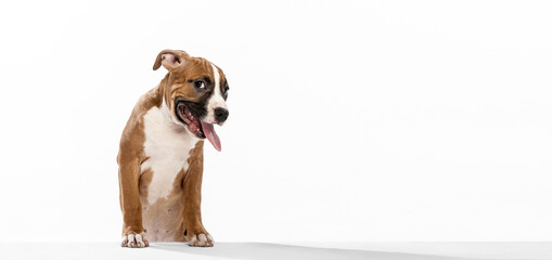 Purebred dog, American Staffordshire Terrier posing isolated over white background. Concept of beauty, breed, pets, animal life.