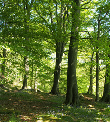 Obraz premium springtime woodland with large beech trees with bright green glowing leaves illuminated by bright morning sunshine with grass and ferns between boulders on the ground