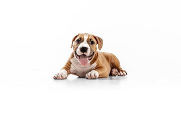 Young American Staffordshire Terrier lying on floor isolated over white studio background. Concept of beauty, breed, pets, animal life.