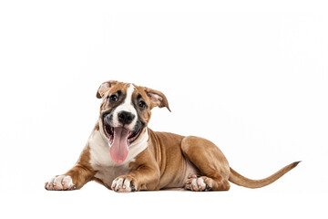 Obraz premium Young American Staffordshire Terrier lying on floor isolated over white studio background. Concept of beauty, breed, pets, animal life.