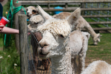 Obraz premium Close-up of white and light brown alpaca in farm behind fence in Yarmouth, Isle of Wight, United Kingdom