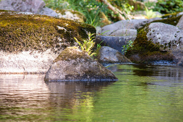 Flusslandschaft im Frühsommer, Murgtal, Schwarzwald