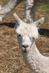 Front close-up view of alpaca in farm in Yarmouth, Isle of Wight, United Kingdom