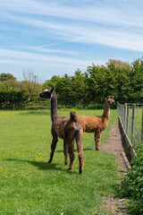 Orange and brown llamas in farm in Yarmouth, Isle of Wight, United Kingdom