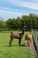 Orange and brown llamas in farm in Yarmouth, Isle of Wight, United Kingdom